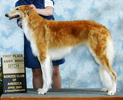 2005 Bitch, Amerian Bred - 1st