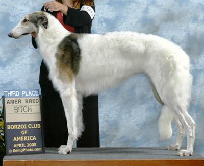 2005 Bitch, Amerian Bred - 3rd