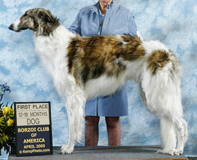 2005 Dog, 12 months and under 18 - 1st