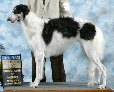 2005 Dog, 12 months and under 18 - 3rd