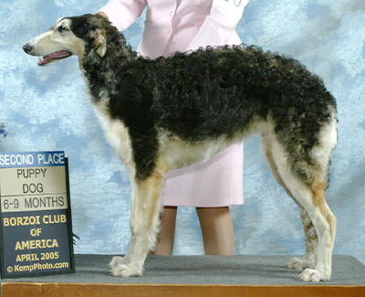 2005 Dog, 6 months and under 9 - 2nd