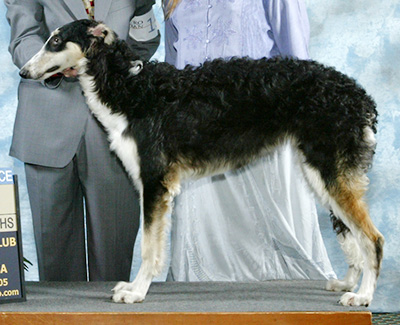 2005 Dog, 6 months and under 9 - 3rd