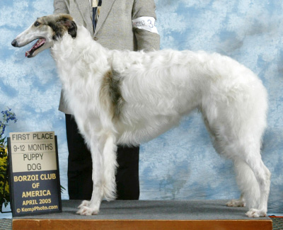 2005 Dog, 9 months and under 12 - 1st