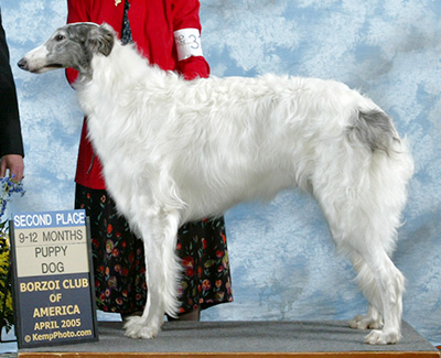 2005 Dog, 9 months and under 12 - 2nd