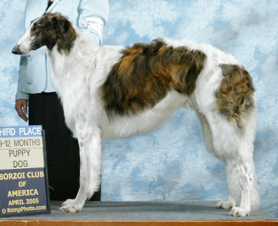 2005 Dog, 9 months and under 12 - 3rd