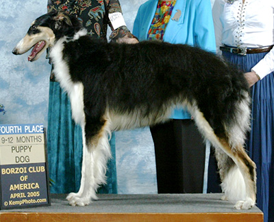 2005 Dog, 9 months and under 12 - 4th