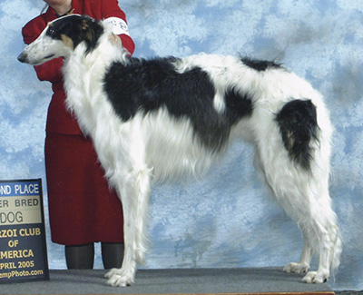 2005 Puppy Sweepstakes Dog, 15 months and under 18 - 3rd