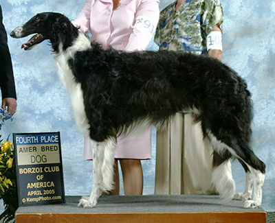 2005 Dog, Amerian Bred - 4th