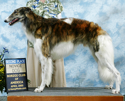 2005 Dog, Novice - 2nd