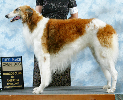 2005 Dog, Open - 4th