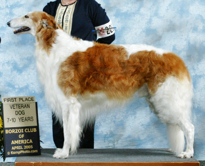 2005 Dog, Veteran 7 years and under 10 - 1st