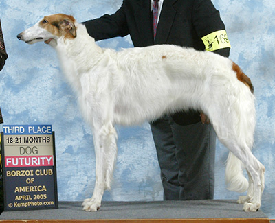 2005 Futurity Bitch, 18 months and under 21 - 3rd