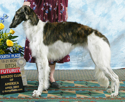 2005 Futurity Bitch, 18 months and under 21 - 4th