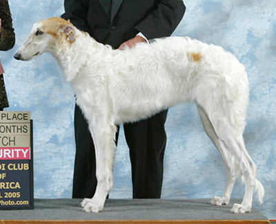 2005 Futurity Bitch, 6 months and under 9 - 1st