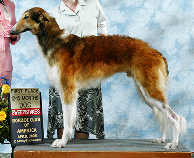 2005 Futurity Dog, 12 months and under 15 - 3rd