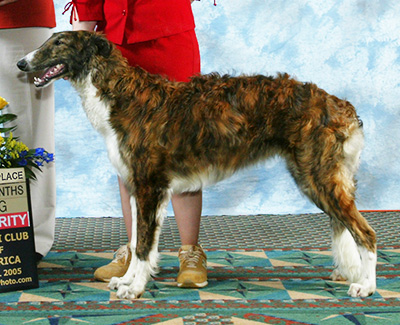 2005 Futurity Dog, 6 months and under 9 - 2nd