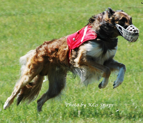 2005 LGRA Best of Breed