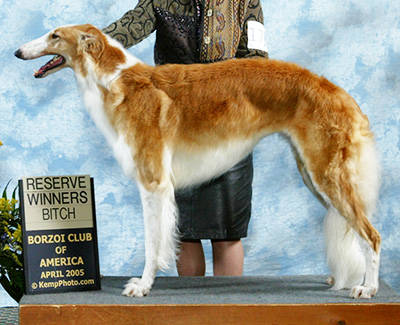2005 Bitch, Bred by Exhibitor - 2nd