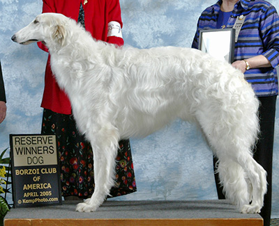 2005 Reserve Winners Dog