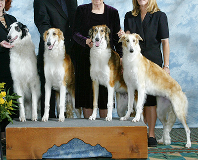 2005 Stud Dog Class - 2nd