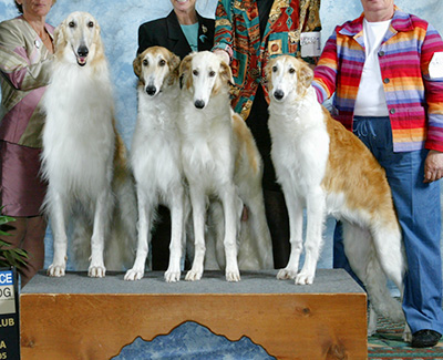 2005 Stud Dog Class - 3rd