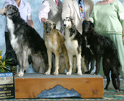 2005 Stud Dog Class - 4th