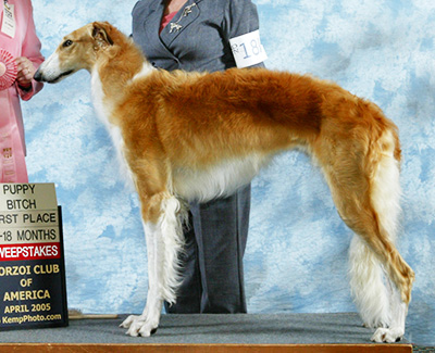 2005 Puppy Sweepstakes Bitch, 15 months and under 18 - 1st