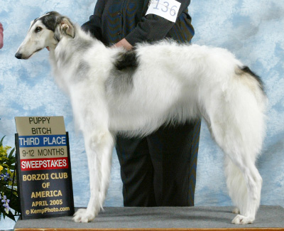 2005 Puppy Sweepstakes Bitch, 9 months and under 12 - 3rd