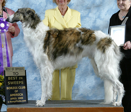 2005 Puppy Sweepstakes Dog, 15 months and under 18 - 1st