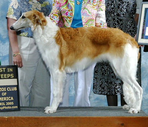 2005 Best in Puppy Sweepstakes