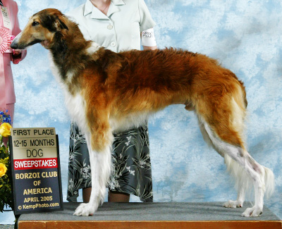 2005 Puppy Sweepstakes Dog, 12 months and under 15 - 1st