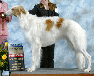 2005 Puppy Sweepstakes Dog, 12 months and under 15 - 2nd