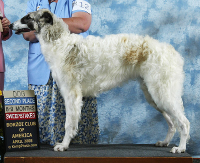 2005 Puppy Sweepstakes Dog, 6 months and under 9 - 2nd