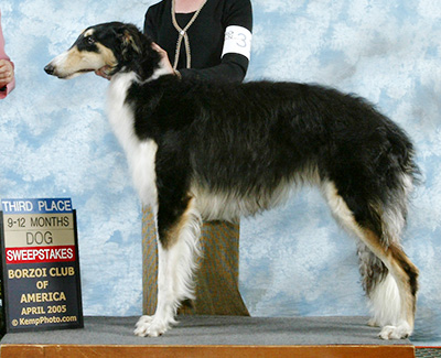 2005 Dog, 9 months and under 12 - 4th