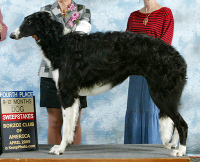 2005 Puppy Sweepstakes Dog, 9 months and under 12 - 4th