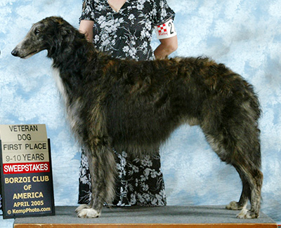 2005 Veteran Sweepstakes Dog, 9 years and under 10 - 1st