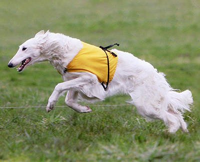 2006 AKC Lure Coursing Open 1st