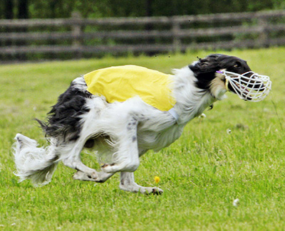 2006 AKC Lure Coursing Open 2nd