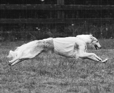 2006 AKC Lure Coursing Special 2nd