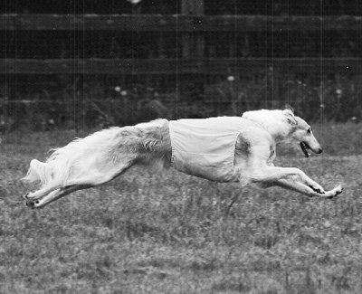 2006 AKC Lure Coursing Special 2nd