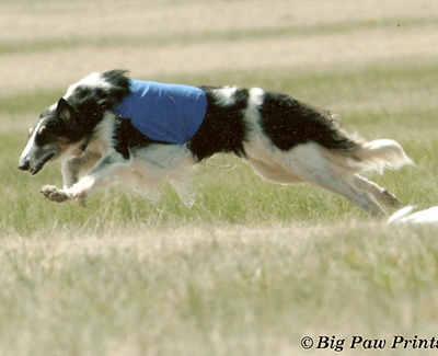 2006 AKC Lure Coursing Special 3rd