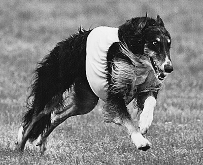 2006 AKC Lure Coursing Veteran 2nd