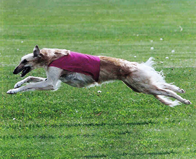 2006 ASFA Lure Coursing Field Champion 2nd