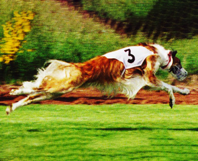 2006 ASFA Lure Coursing Veteran 2nd