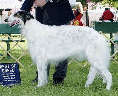 2006 ASFA Lure Coursing Veteran 3rd