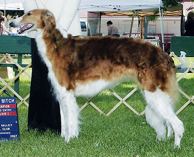 2006 Bitch, Amerian Bred - 4th