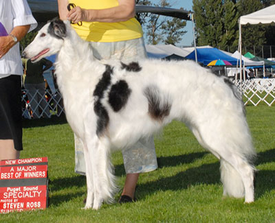 2006 Bitch, Bred by Exhibitor - 3rd