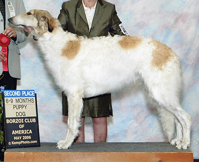 2006 Dog, 6 months and under 9 - 2nd