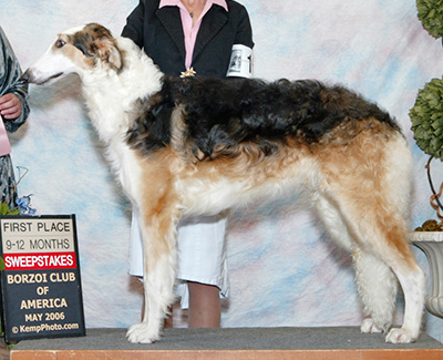 2006 Dog, 9 months and under 12 - 2nd