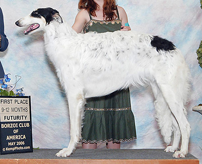 2006 Dog, 9 months and under 12 - 4th